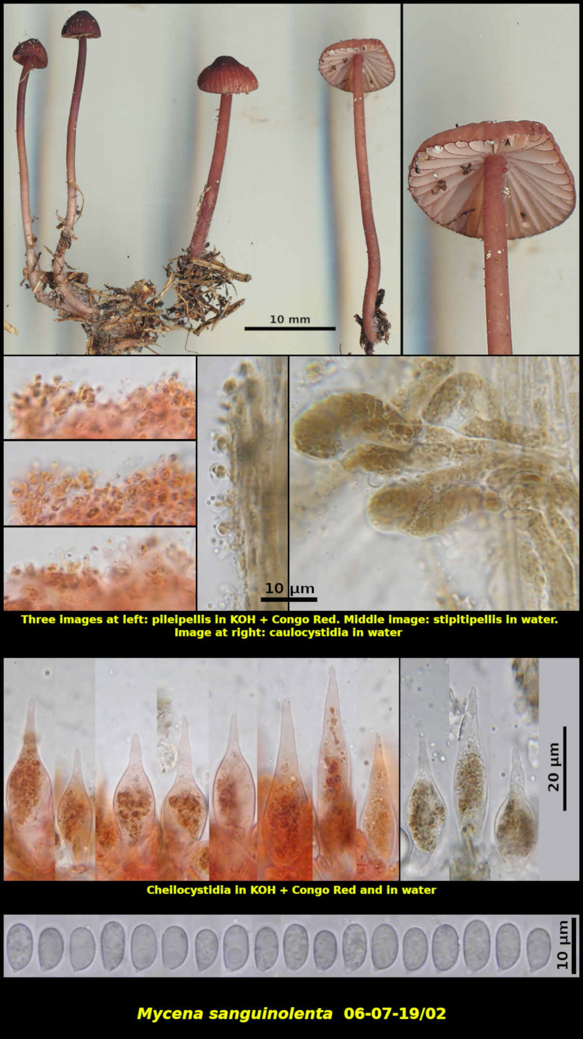 Picture of Mycena sanguinolenta 06-07-19]02